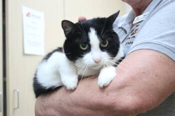 Domestic Short Hair Cats Available for Adoption in Brunswick, Georgia - Pimento | PetCurious