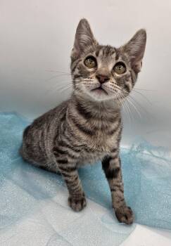Pecan -  Domestic Short Hair and Tabby Cat for Adoption in Mobile, Alabama - Pecan | PetCurious