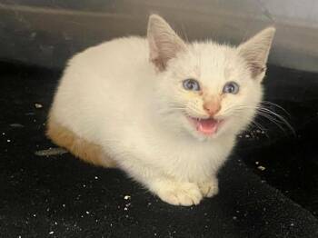 SIR ROTHBERT -  Siamese Cat for Adoption in Tustin, California - SIR ROTHBERT | PetCurious