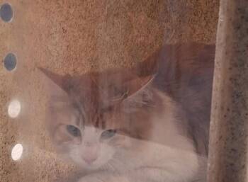 Domestic Medium Hair and Domestic Short Hair Cats Available for Adoption - HARIBO | PetCurious