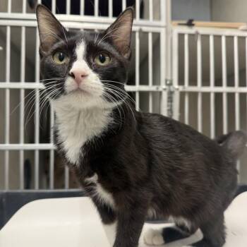 Mochi -  Domestic Short Hair Cat for Adoption in Colorado Springs, Colorado - Mochi | PetCurious