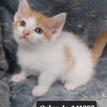 Domestic Short Hair Cats Available for Adoption in New Tazewell, Tennessee - Orlando | PetCurious