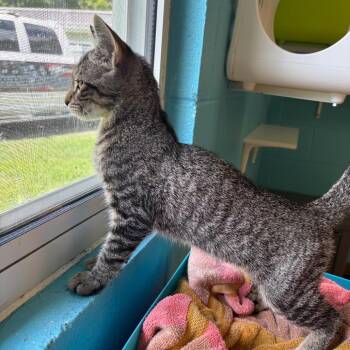 Mercy -  Domestic Short Hair Cat for Adoption in Roxboro, North Carolina - Mercy | PetCurious