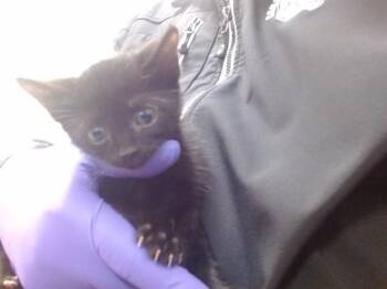 SABATH -  Domestic Short Hair Cat for Adoption in Doral, Florida - SABATH | PetCurious