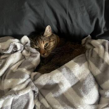 Annabelle (Bonded to Jack) -  Domestic Short Hair Cat for Adoption in Wilmington, Delaware - Annabelle (Bonded To Jack) | PetCurious