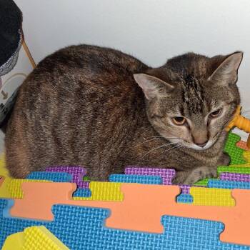 Twilight -  Domestic Medium Hair Cat for Adoption in Asheville, North Carolina - Twilight | PetCurious