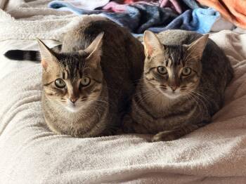 Toulouse and Berlioz -  Domestic Short Hair Cat for Adoption in Seattle, Washington - Toulouse And Berlioz | PetCurious