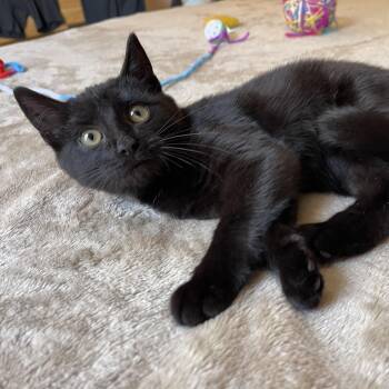 Rescue Domestic Short Hair Cats for Adoption in Scranton, Pennsylvania - Smolder | PetCurious