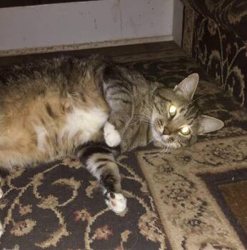 Scooter -  Domestic Short Hair Cat for Adoption in Port Barrington, Illinois - Scooter | PetCurious