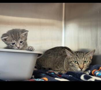 Arapaima -  Domestic Short Hair Cat for Adoption in Metamora, Illinois - Arapaima | PetCurious
