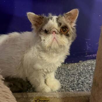 Persian Cats Available for Adoption in Antioch, California - Ewok | PetCurious