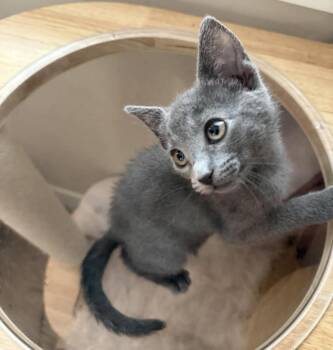 Moana Disney -  Domestic Short Hair and Russian Blue Cat for Adoption in Chandler, Arizona - Moana Disney | PetCurious