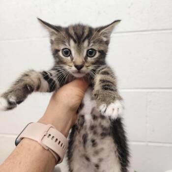 Domestic Short Hair Cats Available for Adoption in Evensville, Tennessee - Freddy | PetCurious