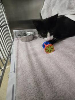 WINSTON -  Domestic Short Hair Cat for Adoption in Derwood, Maryland - WINSTON | PetCurious