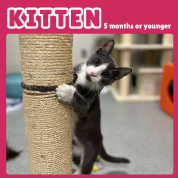 Rescue Domestic Short Hair Cats for Adoption in Gainesville, Florida - Grayson | PetCurious