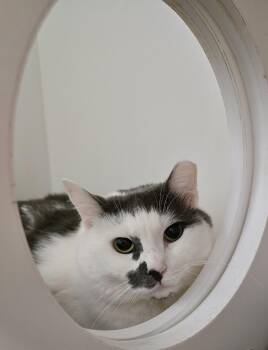 Mercury -  Domestic Short Hair Cat for Adoption in Warwick, Rhode Island - Mercury | PetCurious