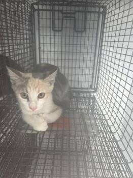 A660913 -  Domestic Short Hair Cat for Adoption in Houston, Texas - A660913 | PetCurious