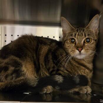 Domestic Short Hair Cats Available for Adoption in Asheville, North Carolina - Ana | PetCurious