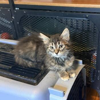 Guppy -  Domestic Long Hair Cat for Adoption in Richmond, Virginia - Guppy | PetCurious