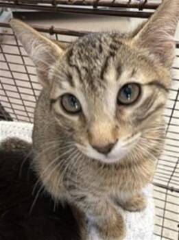 BUTTON -  Domestic Short Hair Cat for Adoption in San Bernardino, California - BUTTON | PetCurious