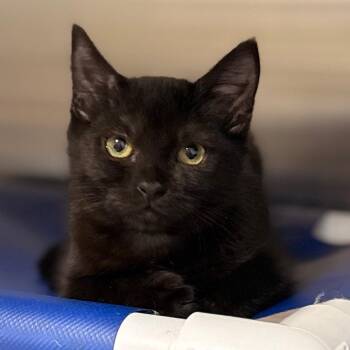 Anna -  Domestic Short Hair Cat for Adoption in Cumming, Georgia - Anna | PetCurious