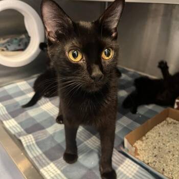 Yeah Yeah Yeahs -  Domestic Short Hair Cat for Adoption in Los Angeles, California - Yeah Yeah Yeahs | PetCurious