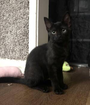 Crow -  Domestic Short Hair Cat for Adoption in Davis, California - Crow | PetCurious