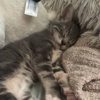 Cookie -  Domestic Short Hair Cat for Adoption in Long Beach, California - Cookie | PetCurious