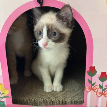 Bandit -  Siamese Cat for Adoption in Kent, Washington - Bandit | PetCurious