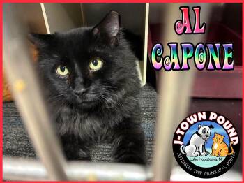 Al Capone -  Domestic Long Hair Cat for Adoption in Jefferson, New Jersey - Al Capone | PetCurious