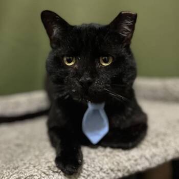Domestic Short Hair Cats Available for Adoption in Los Angeles, California - Lucky | PetCurious