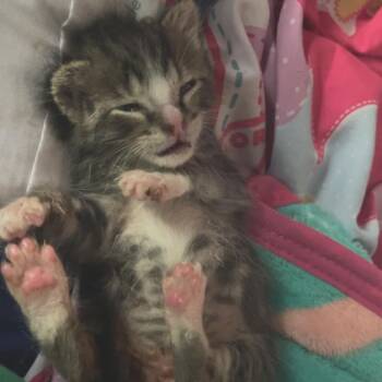 Domestic Short Hair Cats Available for Adoption in Memphis, Tennessee - Heaven | PetCurious