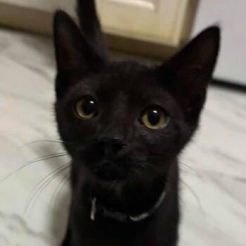 Kuro -  Domestic Short Hair Cat for Adoption in Hemet, California - Kuro | PetCurious