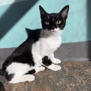 Rescue Domestic Short Hair Cats for Adoption in Lowell, Arkansas - Elvira | PetCurious