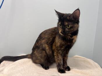 Rescue Domestic Short Hair Cats for Adoption in Raleigh, North Carolina - Heavenly | PetCurious