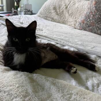 Queen Chia -  Domestic Medium Hair Cat for Adoption in Bentonville, Arkansas - Queen Chia | PetCurious