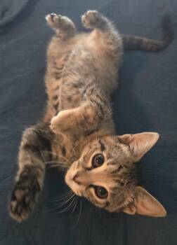 Tommy Boy -  Domestic Short Hair Cat for Adoption in Rowlett, Texas - Tommy Boy | PetCurious