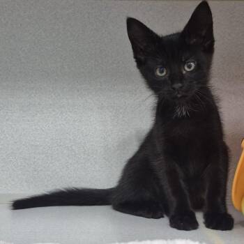 Lil -  Domestic Short Hair Cat for Adoption in Newark, New Jersey - Lil | PetCurious