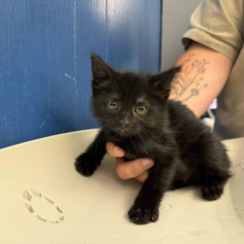 Domestic Medium Hair Cats Available for Adoption in Summerlee, West Virginia - Thestral | PetCurious