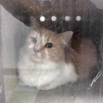 Gizmo -  Domestic Medium Hair Cat for Adoption in Philadelphia, Pennsylvania - Gizmo | PetCurious