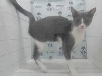 BISCUIT -  Domestic Short Hair Cat for Adoption in Orlando, Florida - BISCUIT | PetCurious