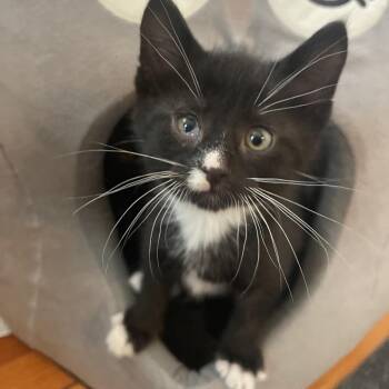 White Lightnin -  Domestic Short Hair Cat for Adoption in Rochester, Minnesota - White Lightnin | PetCurious