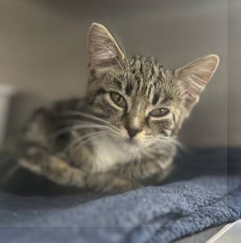Rescue Domestic Short Hair Cats for Adoption in Pomona, New York - Rune | PetCurious