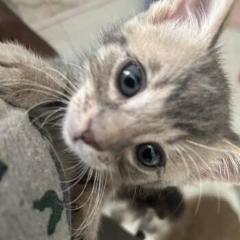 Miracle -  Domestic Short Hair Cat for Adoption in Middletown, New York - Miracle | PetCurious