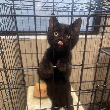 Loki -  Domestic Short Hair Cat Available for Adoption in Oak Brook, Illinois - Loki | PetCurious