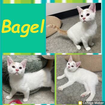 Rescue Domestic Short Hair Cats for Adoption in Clearfield, Pennsylvania - Bagel | PetCurious