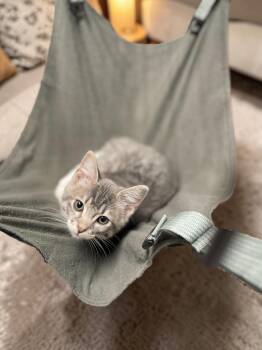 Scribble -  Domestic Short Hair Cat for Adoption in Champaign, Illinois - Scribble | PetCurious