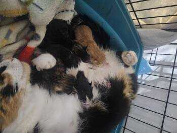 Domestic Short Hair Cats Available for Adoption in Nucla, Colorado - Turtle | PetCurious