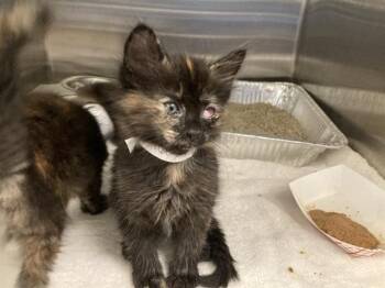 Domestic Short Hair Cats Available for Adoption in Tustin, California - MIRA | PetCurious