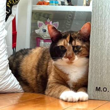 Apple Cider -  Domestic Short Hair Cat for Adoption in Evanston, Illinois - Apple Cider | PetCurious